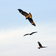 Milvus migrans lineatus