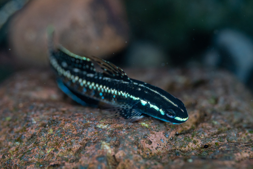 Gobie élégant (Stiphodon elegans)