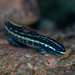 Stiphodon elegans - Photo (c) Kirby Morejohn, algunos derechos reservados (CC BY-NC), subido por Kirby Morejohn