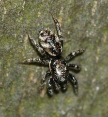 Salticus zebraneus