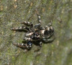 Salticus zebraneus