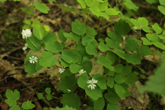 Thalictrum clavatum