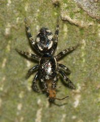 Salticus zebraneus