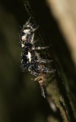Salticus zebraneus