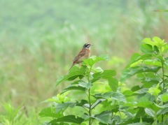 Emberiza cioides