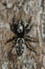 Salticus zebraneus