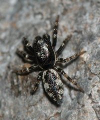 Salticus zebraneus