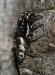 Salticus zebraneus
