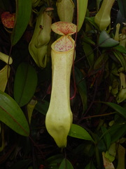 Nepenthes danseri