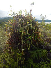 Nepenthes danseri