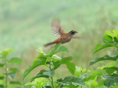 Emberiza cioides