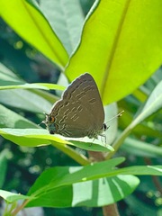 Satyrium kingi