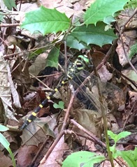 Cordulegaster erronea