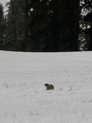 Urocitellus beldingi
