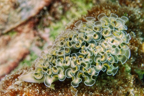 Photo of Lettuce sea slug (Elysia crispata)
