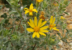 Heterotheca zionensis