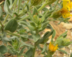 Heterotheca zionensis