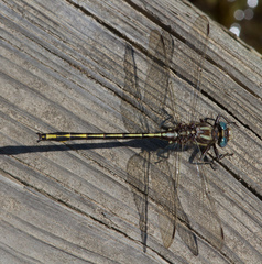 Phanogomphus oklahomensis