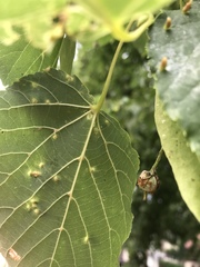 Eriophyes tiliae