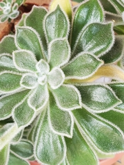 Echeveria setosa