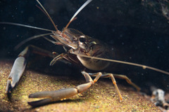 Macrobrachium latimanus