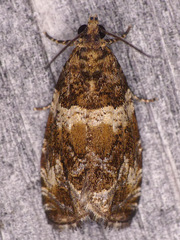 Olethreutes valdanum