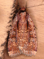 Eueretagrotis attentus