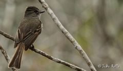 Ramphotrigon flammulatum