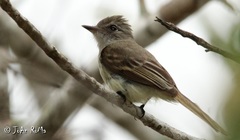 Ramphotrigon flammulatum