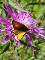 Thymelicus sylvestris