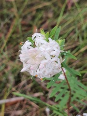 Pimelea linifolia linifolia