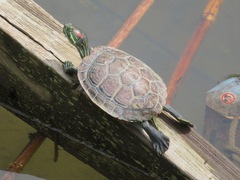 Trachemys scripta elegans