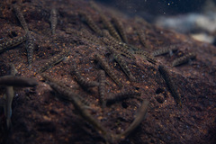 Sicyopterus lagocephalus