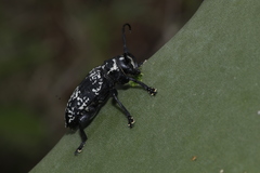 Acanthoderes funeraria