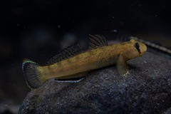 Sicyopterus lagocephalus