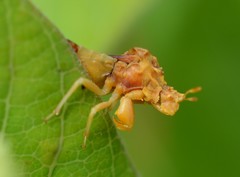 Phymata
