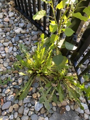 Leontodon saxatilis saxatilis