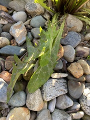 Leontodon saxatilis saxatilis