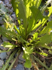 Leontodon saxatilis saxatilis