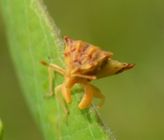 Phymata