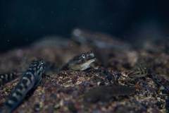 Sicyopterus lagocephalus