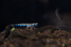 Sicyopterus lagocephalus
