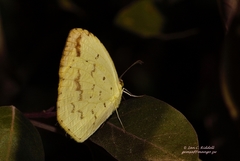 Eurema desjardinsii