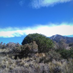 Colliguaja integerrima