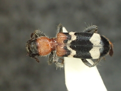 Thanasimus formicarius