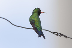 Chlorostilbon lucidus