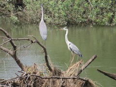 Ardea cinerea