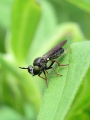 Cerotainia macrocera