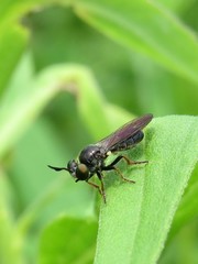 Cerotainia macrocera