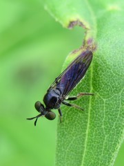 Cerotainia macrocera